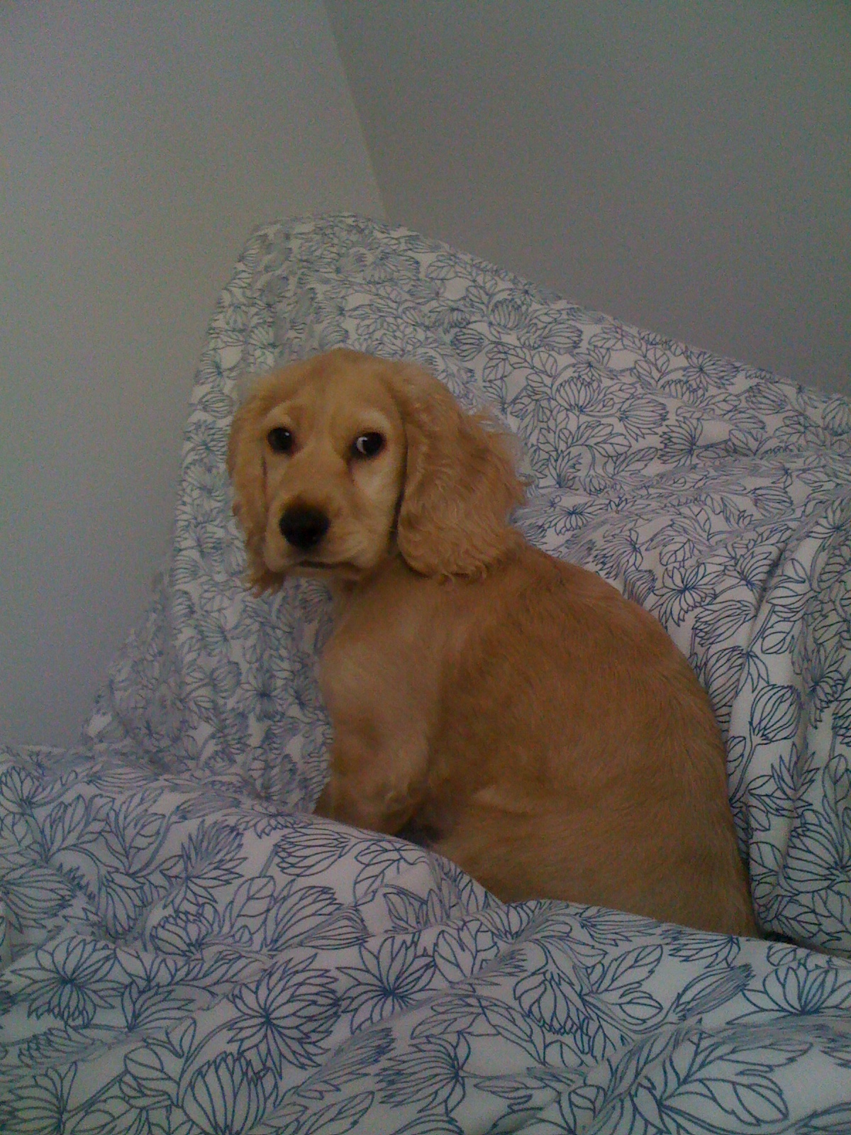 cocker spaniel? hmmm : )